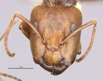 Media type: image;   Entomology 21597 Aspect: head frontal view